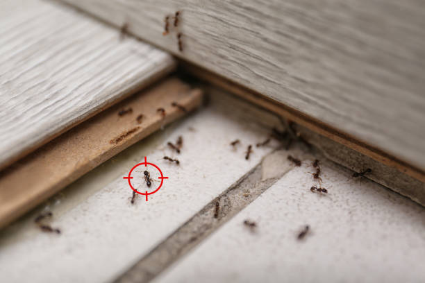 Pest Control for Restaurants in Dulles Town Center, VA