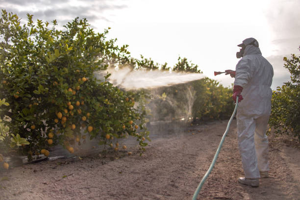 Trusted Dulles Town Center, VA Pest Control Experts