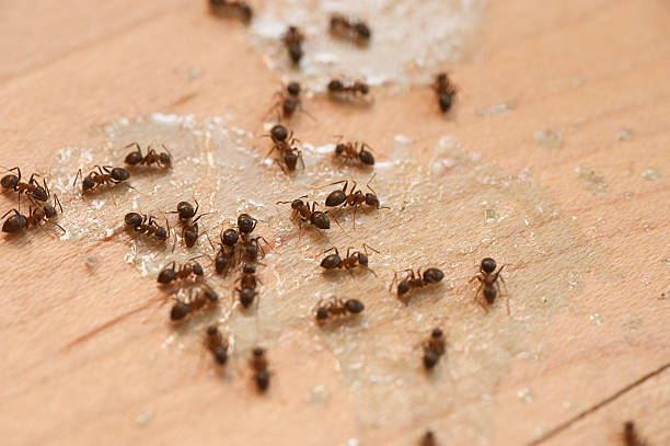 Flea Control Services in Dulles Town Center, VA