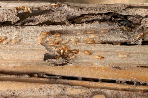 Best Pest Removal Services  in Dulles Town Center, VA