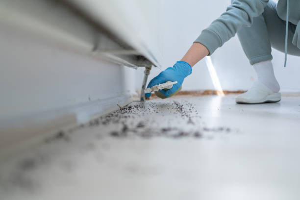 Wasp Removal Services in Dulles Town Center, VA